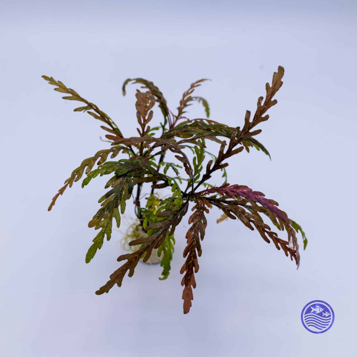 shows the individual rooted stems on a white background, perfect for clarity and product detail.