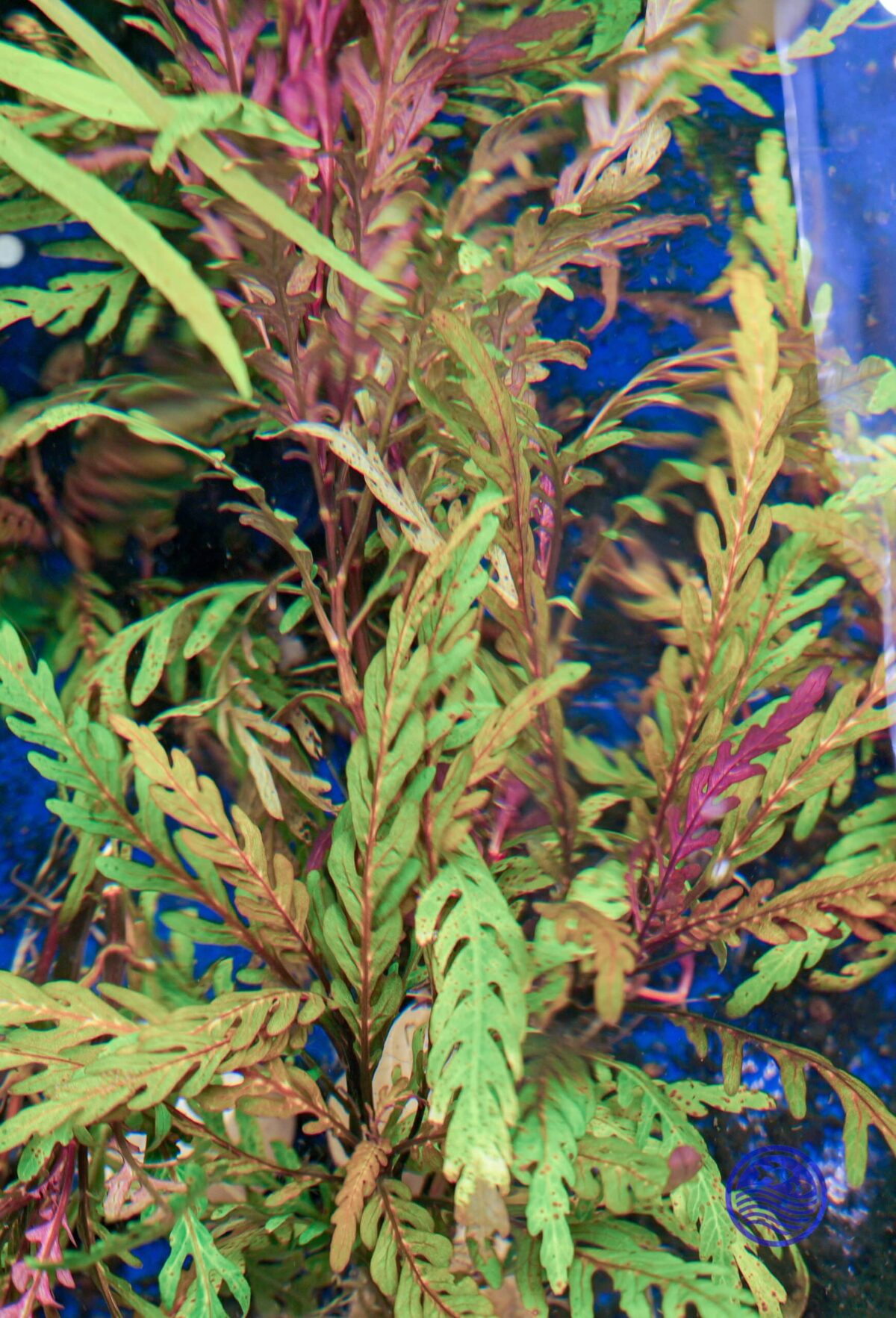 Hygrophila pinnatifida - Image 5