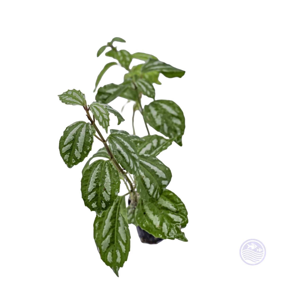 aluminum plant on white background