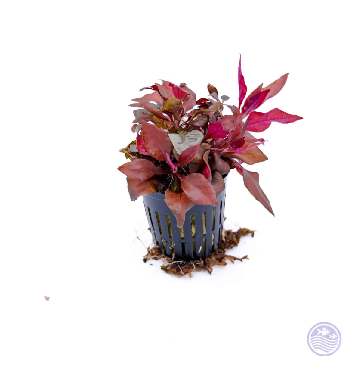 Alternanthera reineckii Mini aquarium plant in 2 inch pot with red and pink leaves on white background