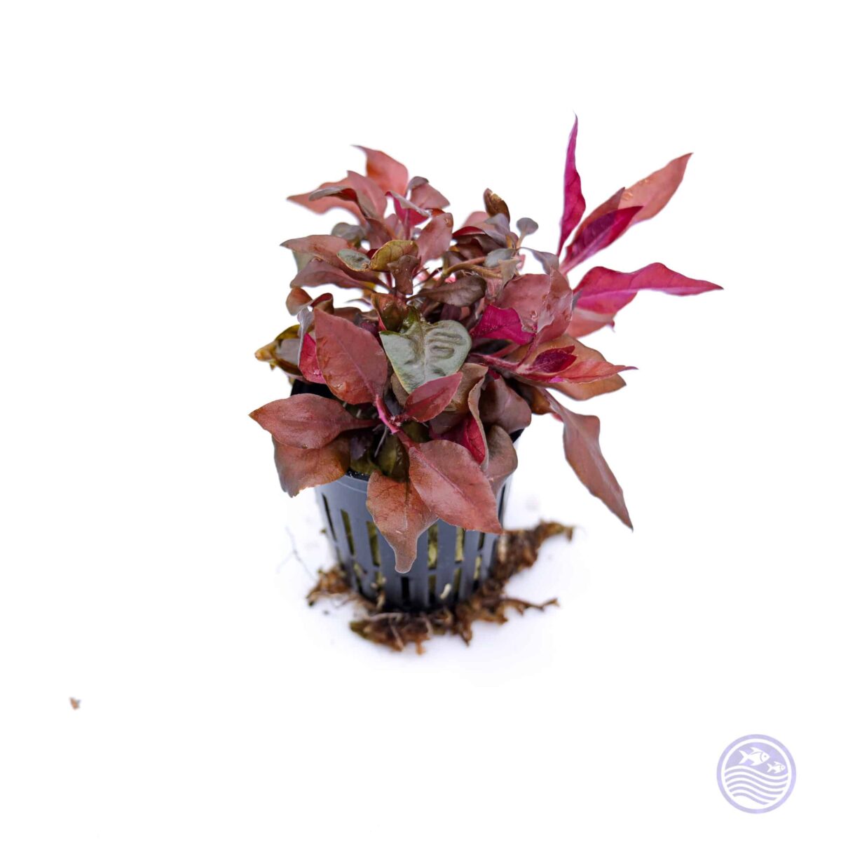 Alternanthera reineckii Mini cluster in 2 inch pot used for aquascaping foreground