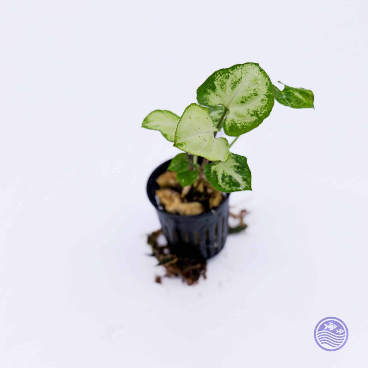Variegated Golden Pothos in a 2-inch net pot on a white background, showing small heart-shaped leaves with green and cream marbling.