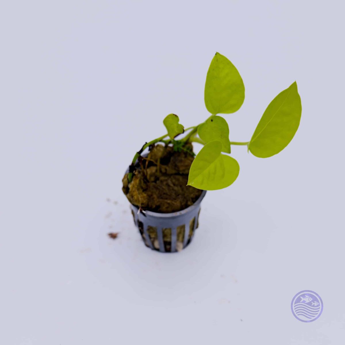 Philodendron cordatum ‘Lemon’ in a 2-inch nursery pot on a white background, showing bright chartreuse heart-shaped leaves with trailing growth.
