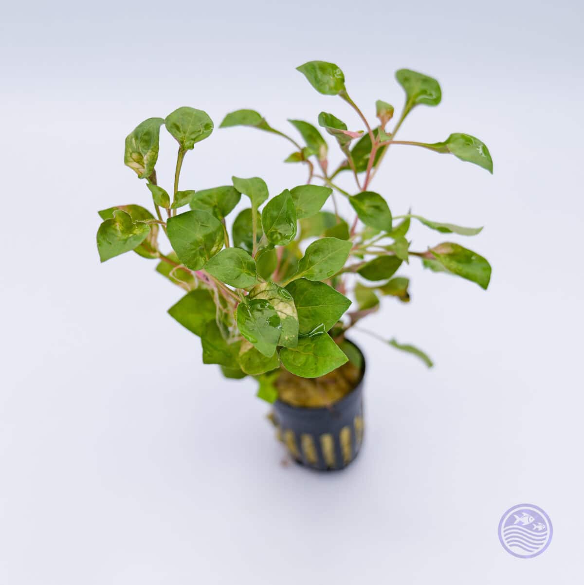 Side angle of Florida Ruffle Variegated aquarium plant in basket pot