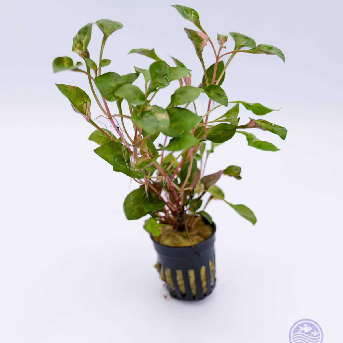 Potted Florida Ruffle Variegated with multiple stems prepared for aquascaping
