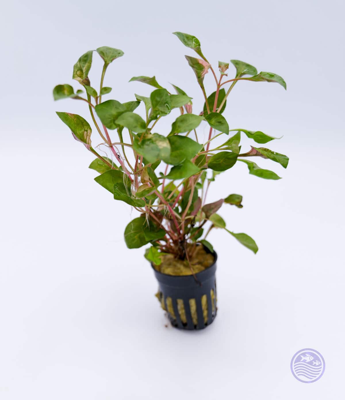 Potted Florida Ruffle Variegated with multiple stems prepared for aquascaping