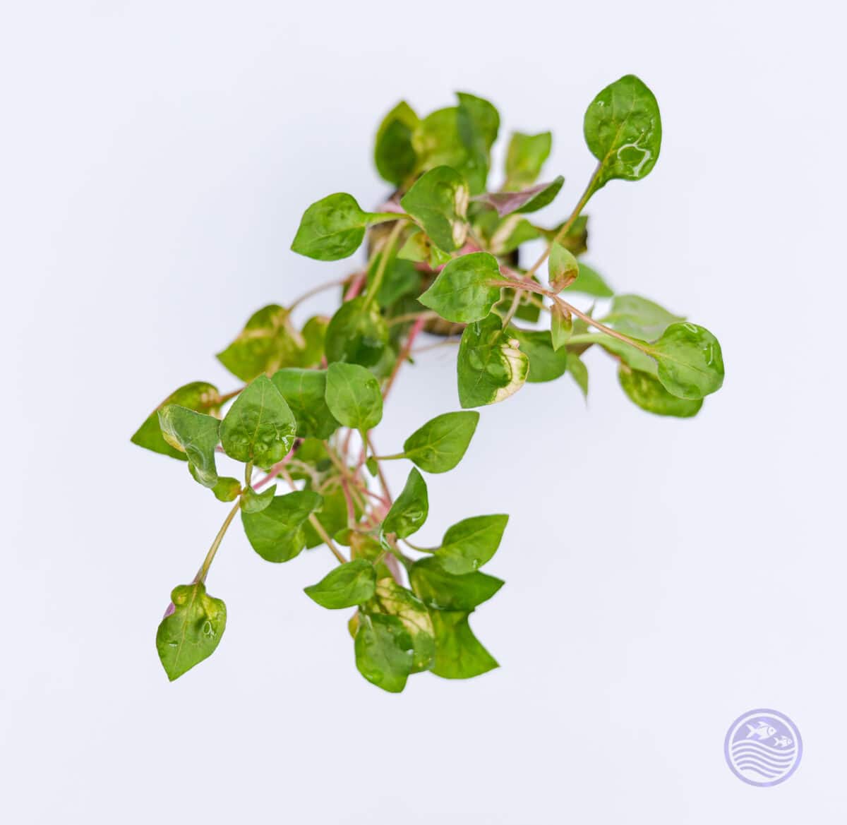 Top view of Florida Ruffle Variegated showing ruffled and variegated leaves