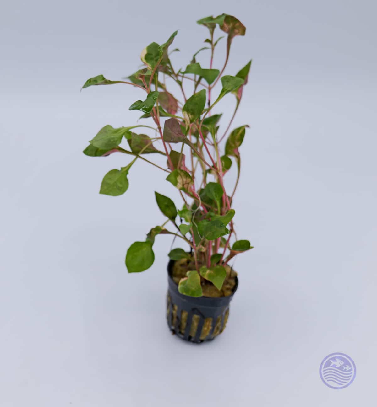 Florida Ruffle Variegated aquarium plant in 2 inch pot with tall red-green stems