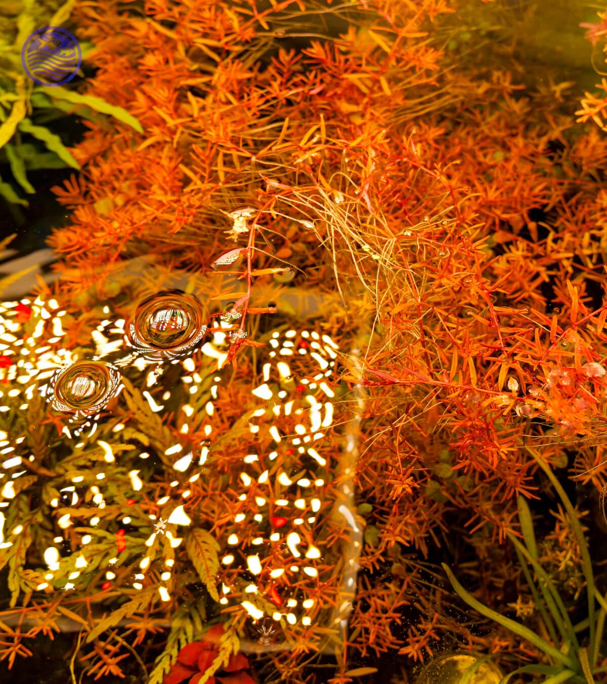 Rotala Blood Red bush in aquarium under strong lighting showing fiery red coloration