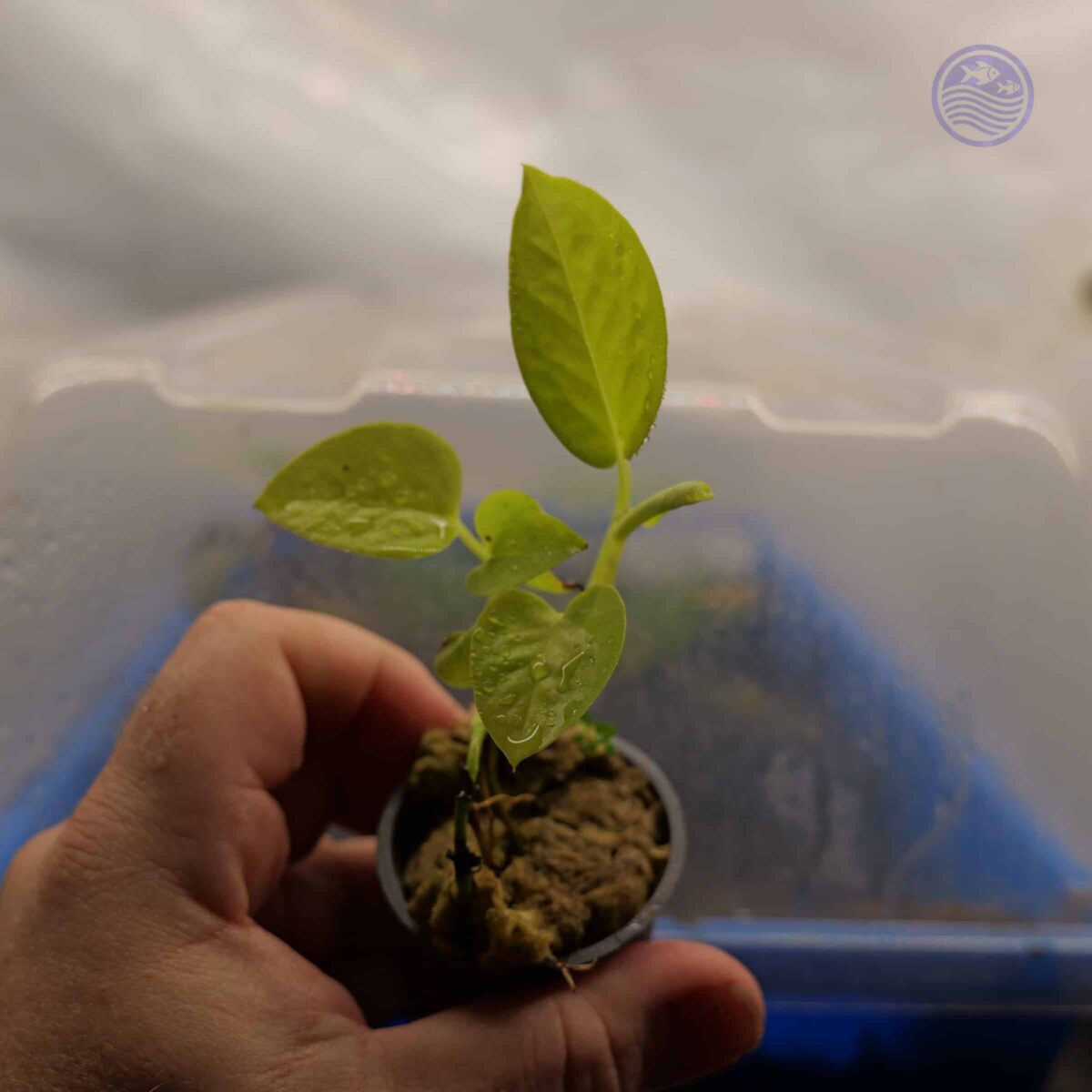 Lemon velodendron