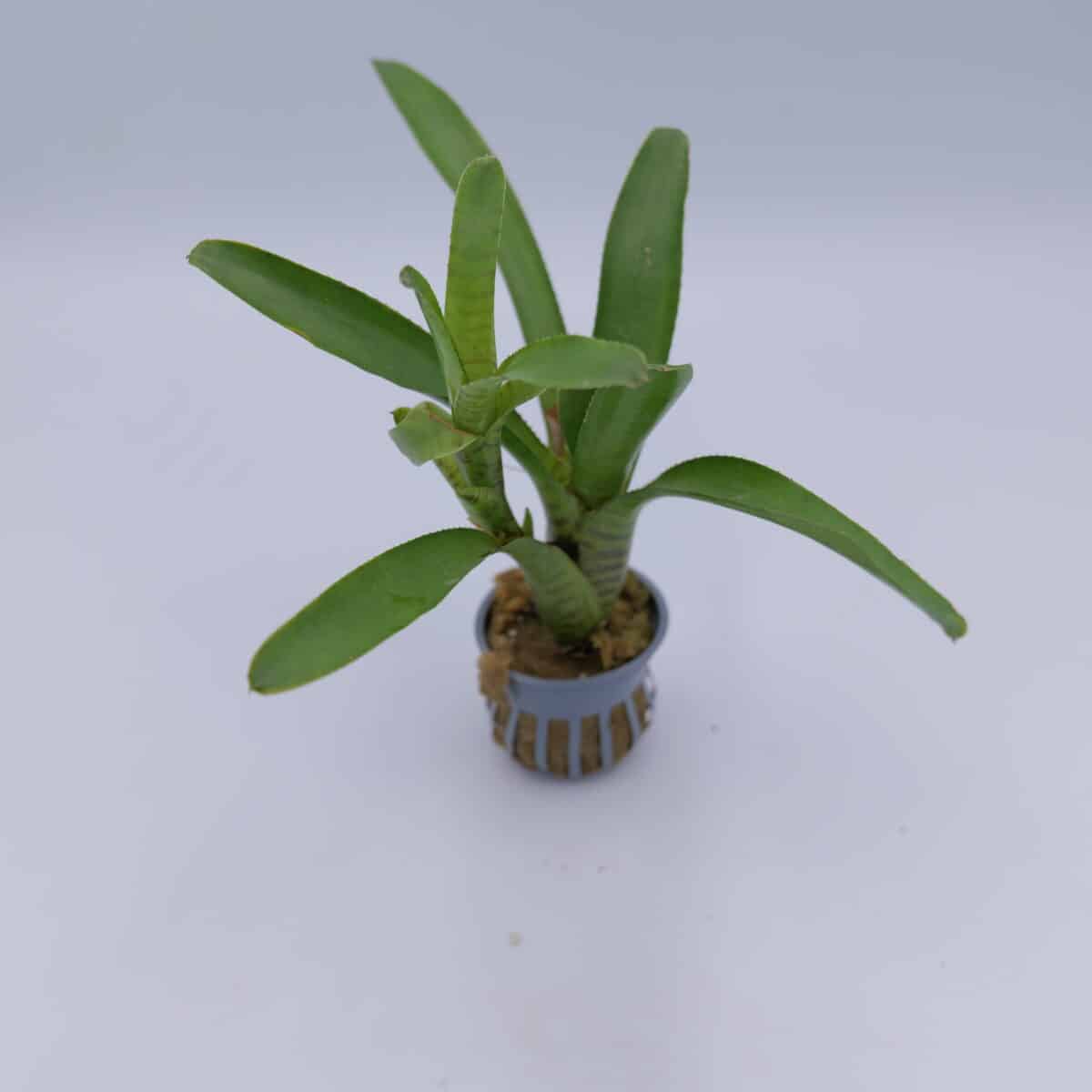 Neoregelia Hybrid