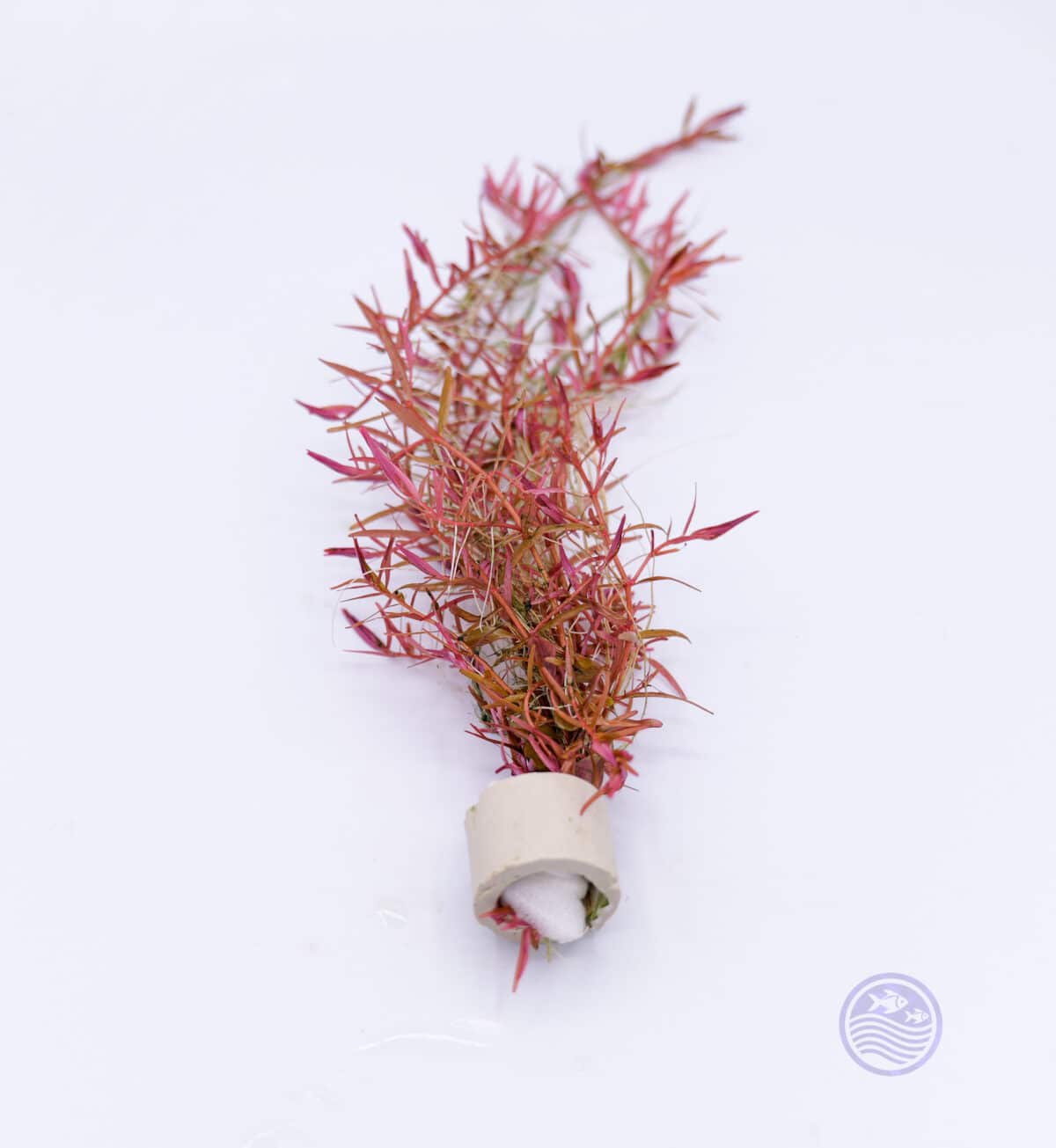 Rotala Blood Red bunch with ceramic base prepared for aquarium planting