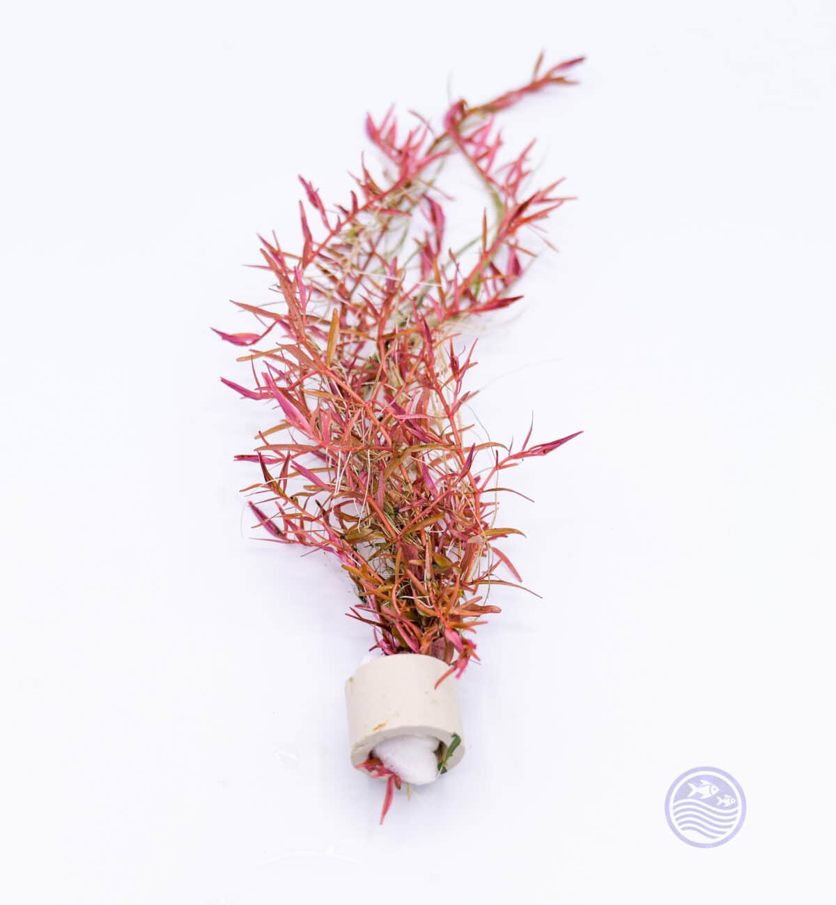 Side view of Rotala Blood Red in ceramic ring showing fine crimson foliage