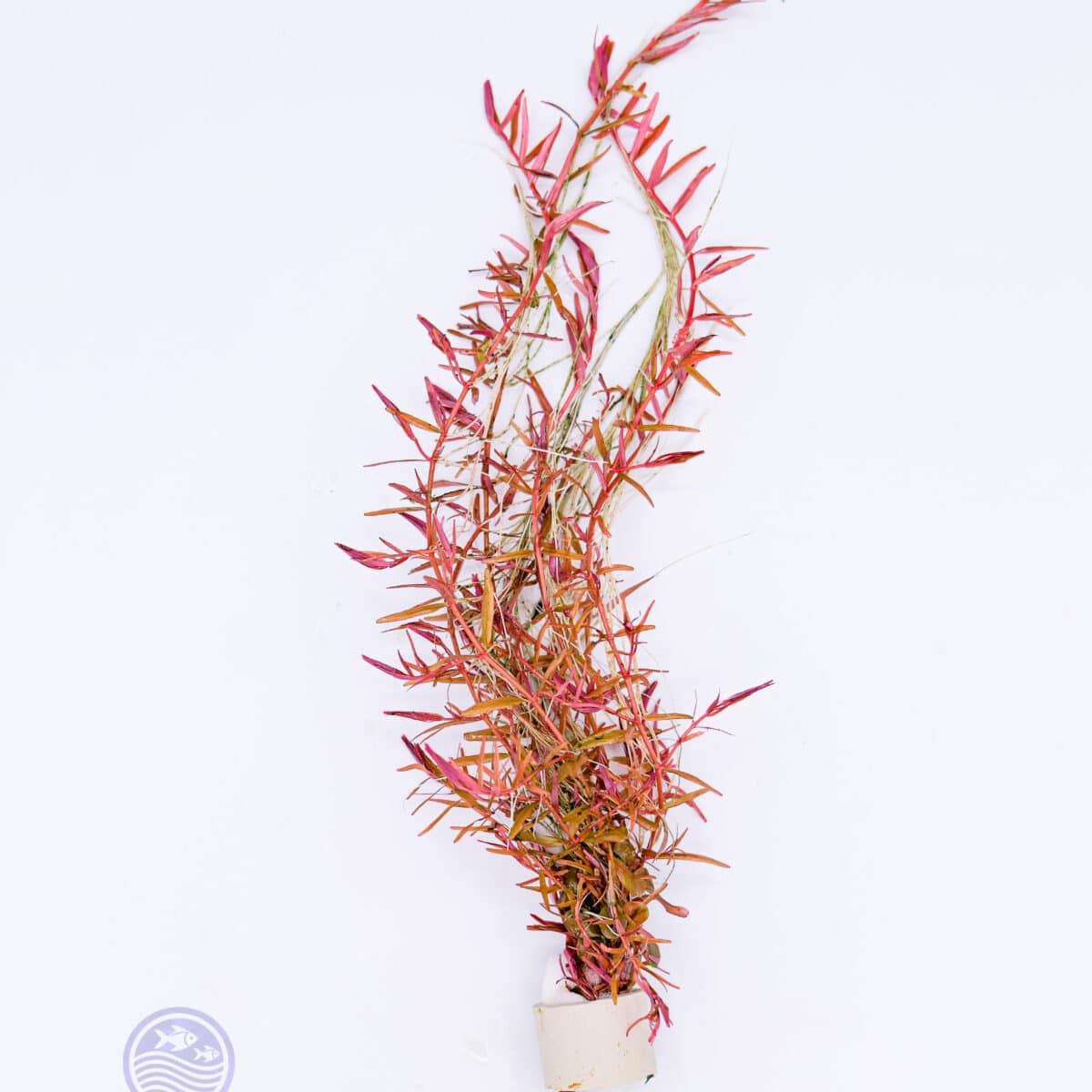 Rotala ‘Blood Red’