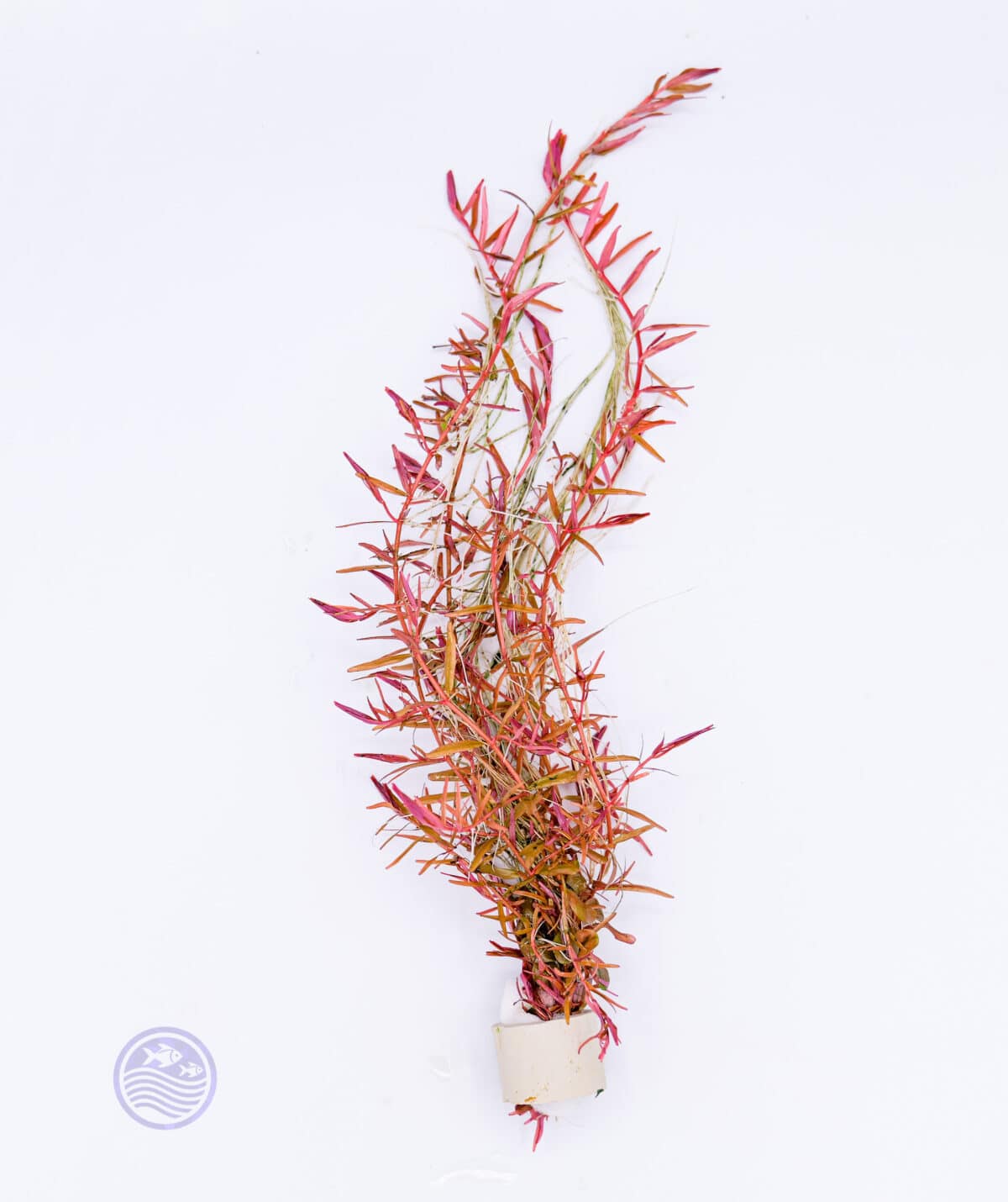 Rotala ‘Blood Red’