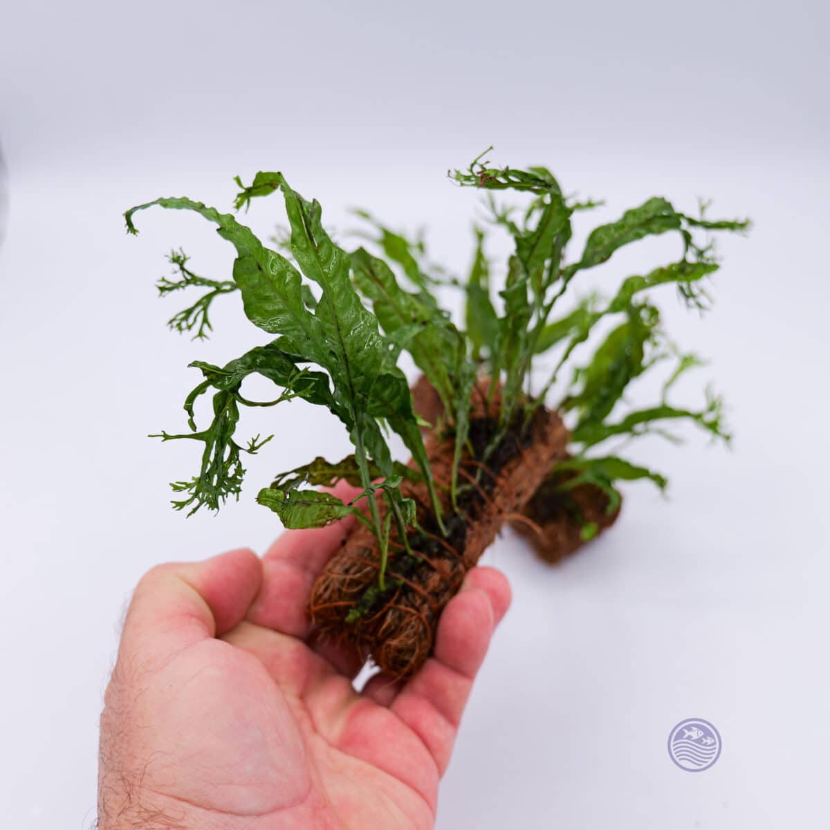 Hand holding Java Fern mounted on cocoa fiber base for scale