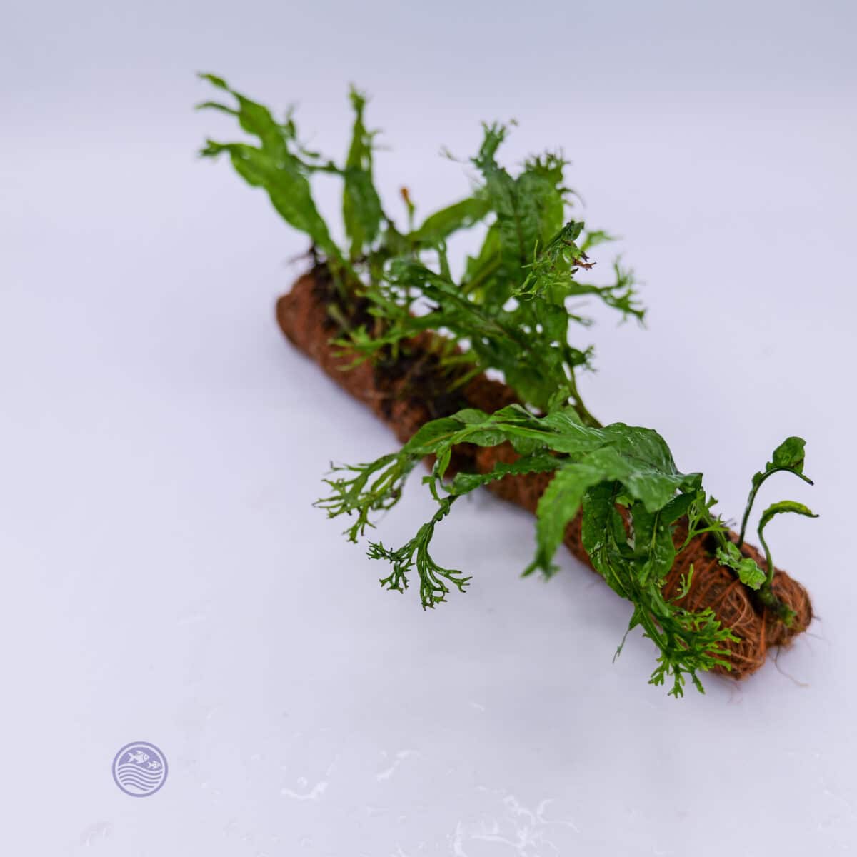 Java Fern attached to cocoa fiber mat shown in aquarium setup