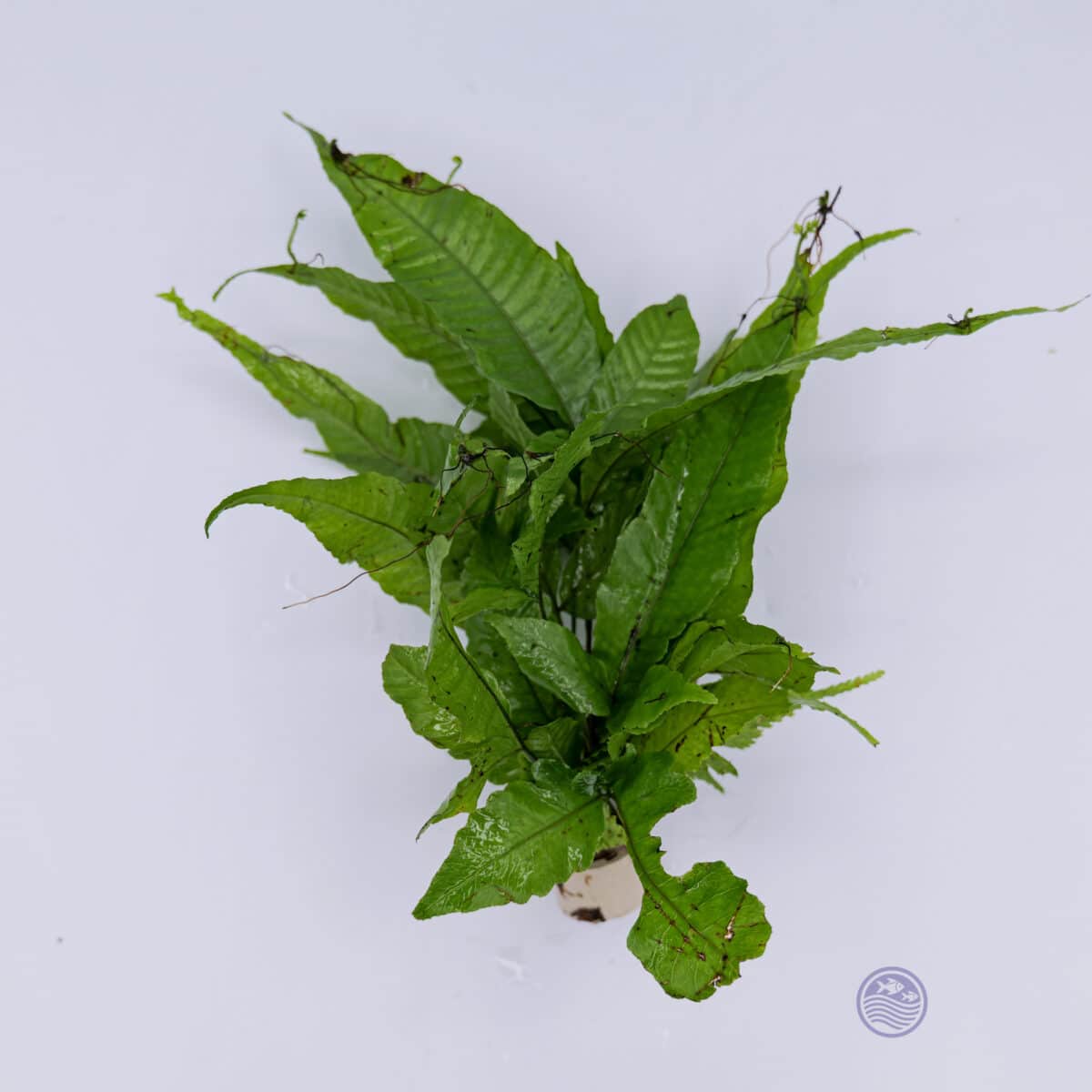 Bolbitis heteroclita aquarium fern displayed on white background.