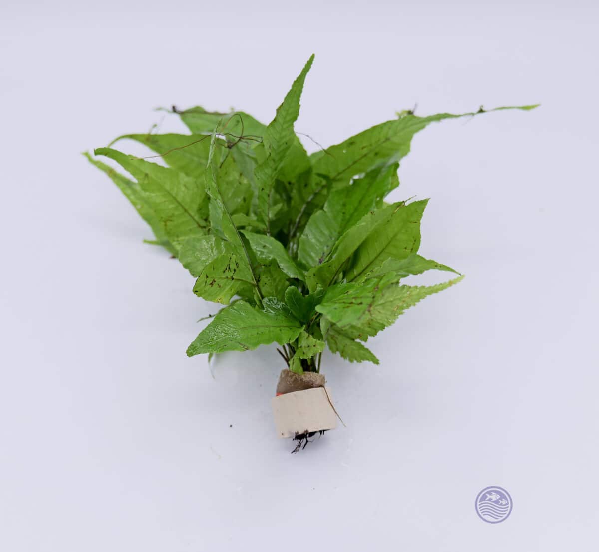 Bolbitis heteroclita plant showing root structure and compact leaf growth.