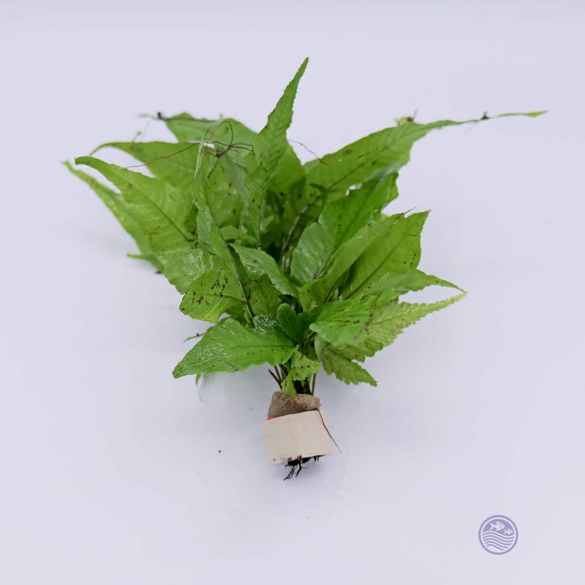 Bolbitis heteroclita plant showing root structure and compact leaf growth.