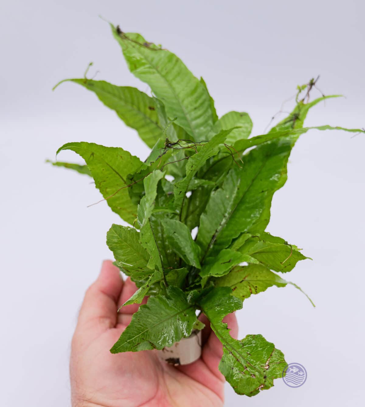 Bolbitis heteroclita aquatic fern with bright green leaves.