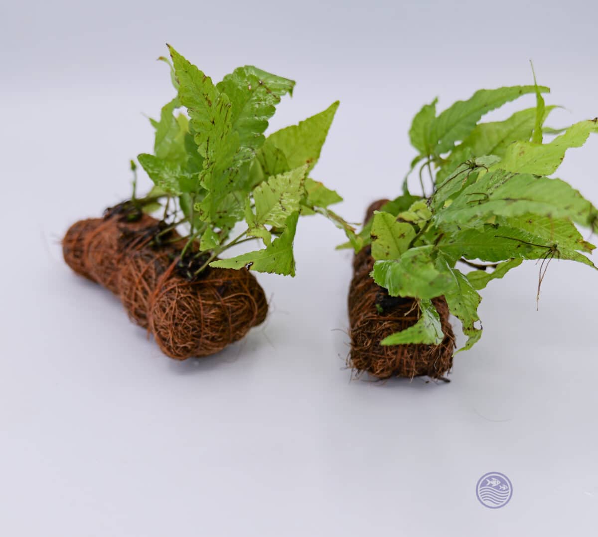 Bolbitis heteroclita aquarium plants attached to cocoa fiber mats