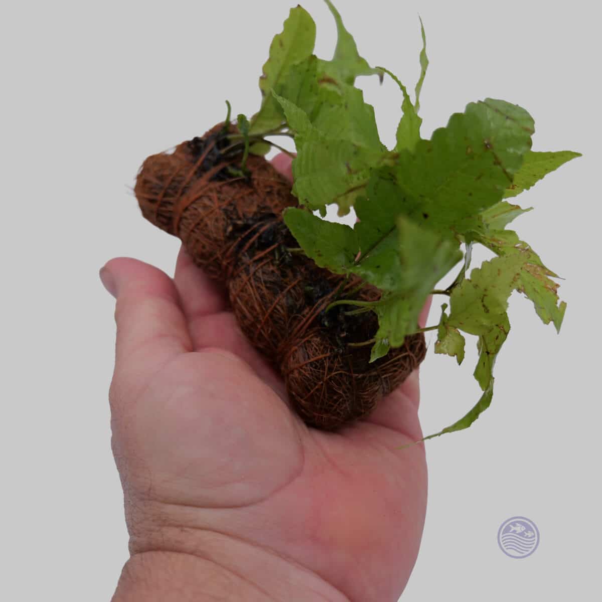Java Fern or Bulbitis on Weighted Coco Fiber - Image 2