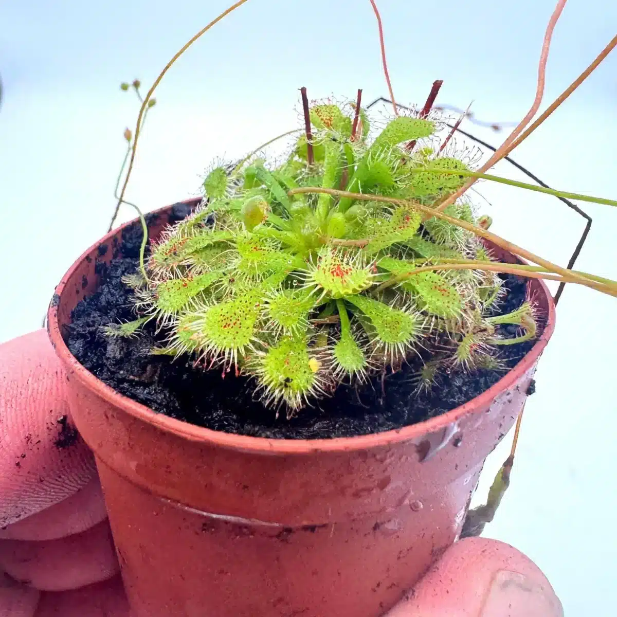 Drosera hybrids (Sundews)