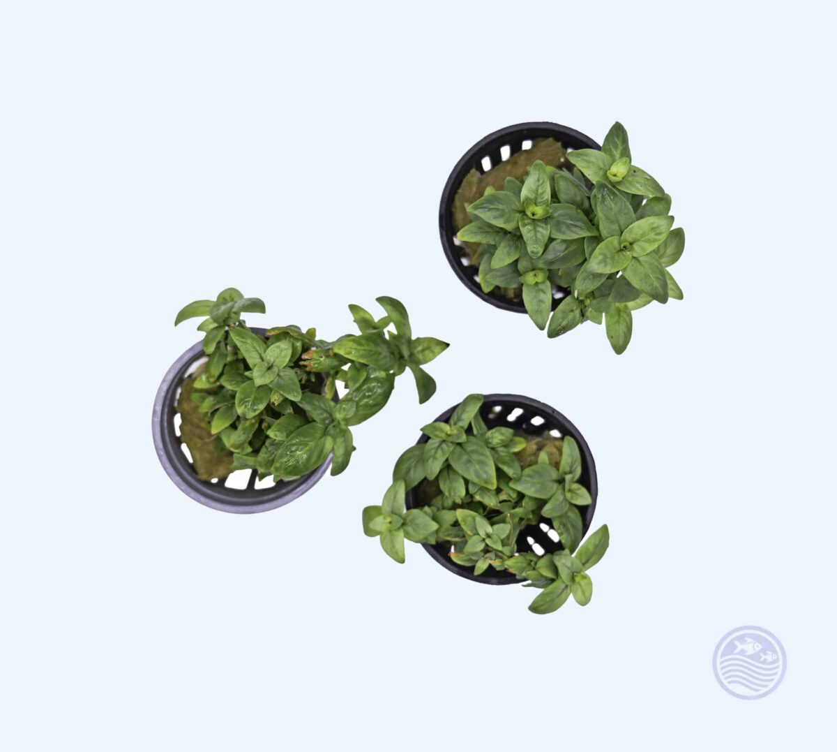 Top view of three Staurogyne repens plants in 2″ pots on a light background