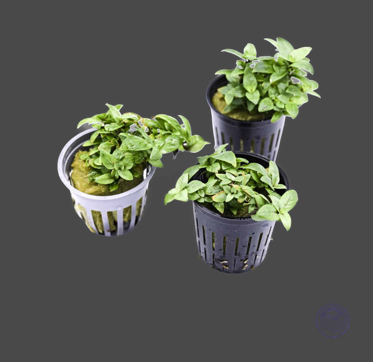 Three Staurogyne repens plants in 2″ pots on a dark background