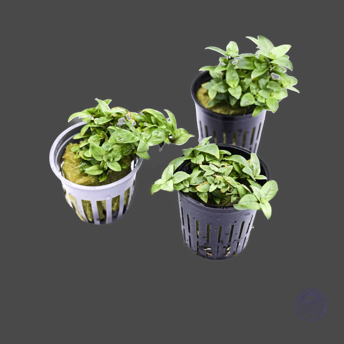 Three Staurogyne repens plants in 2″ pots on a dark background