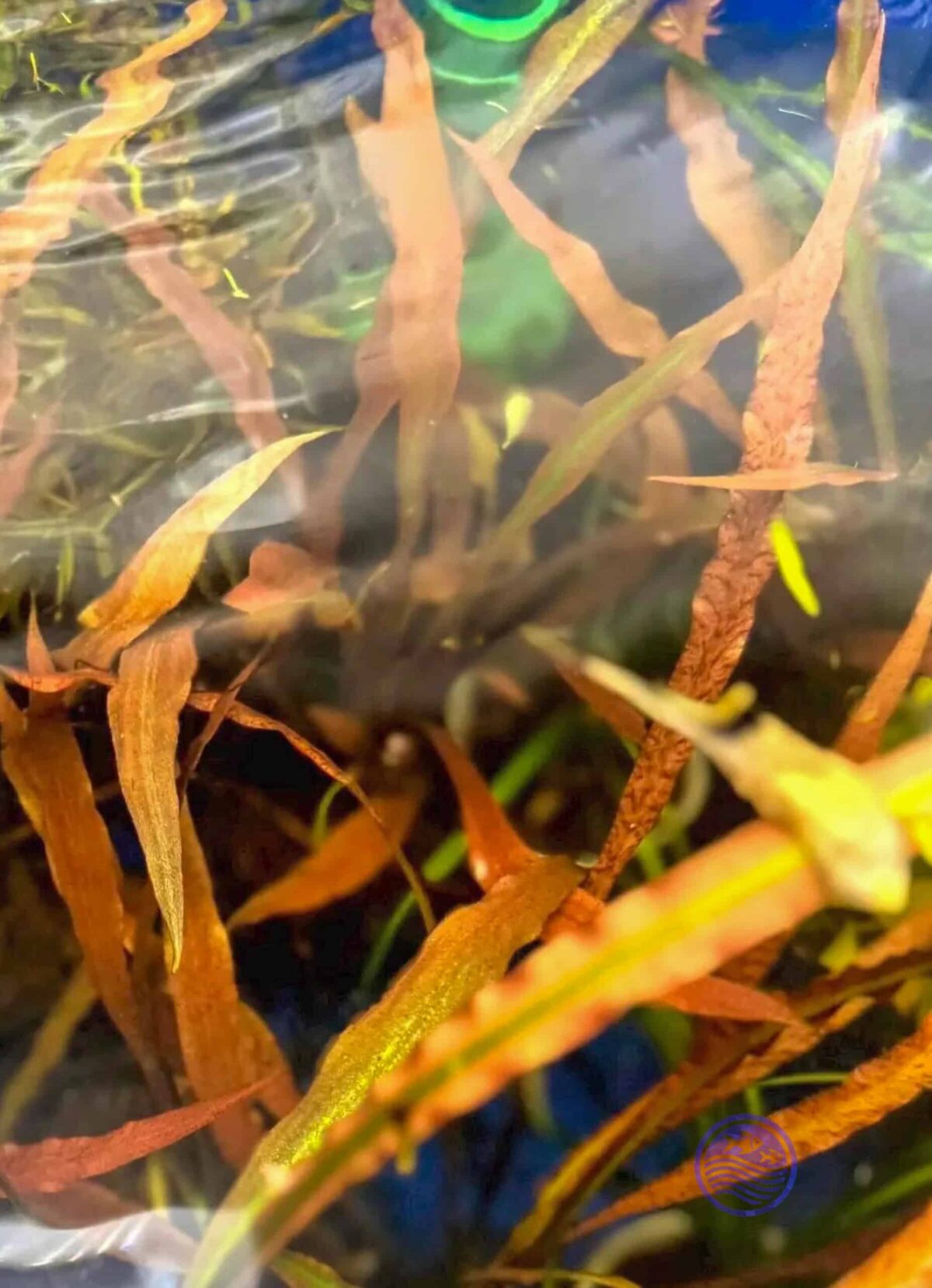 Cryptocoryne spiralis tiger plant growing underwater with orange and green leaves