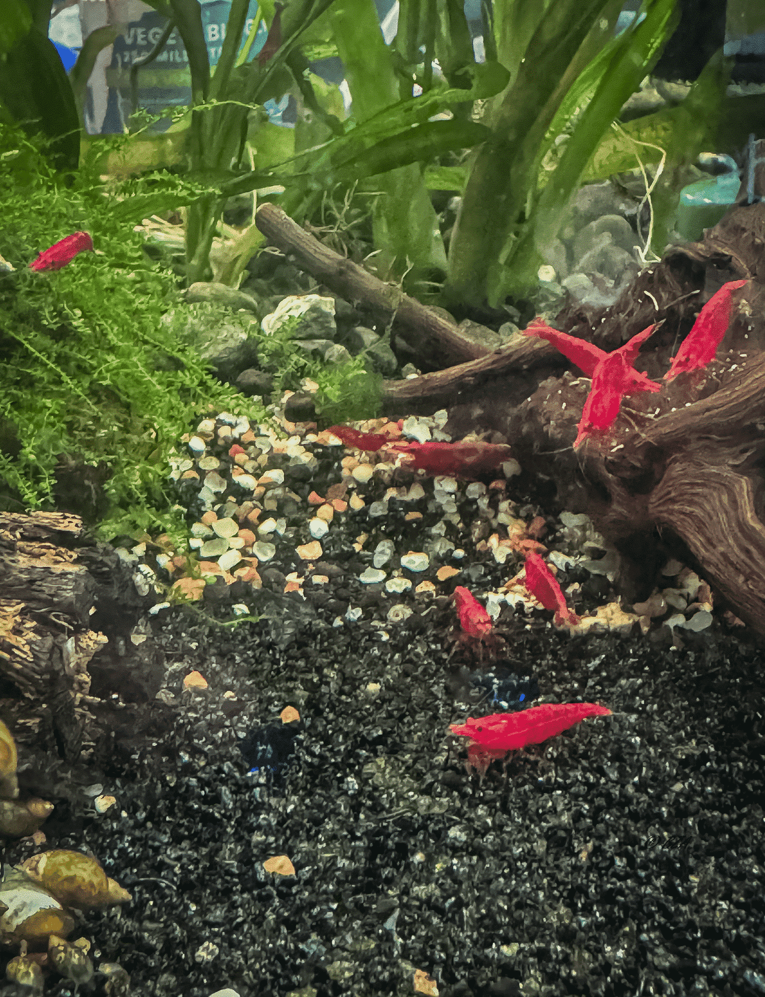 Cherry Red Shrimp – Grade A Neocaridina davidi