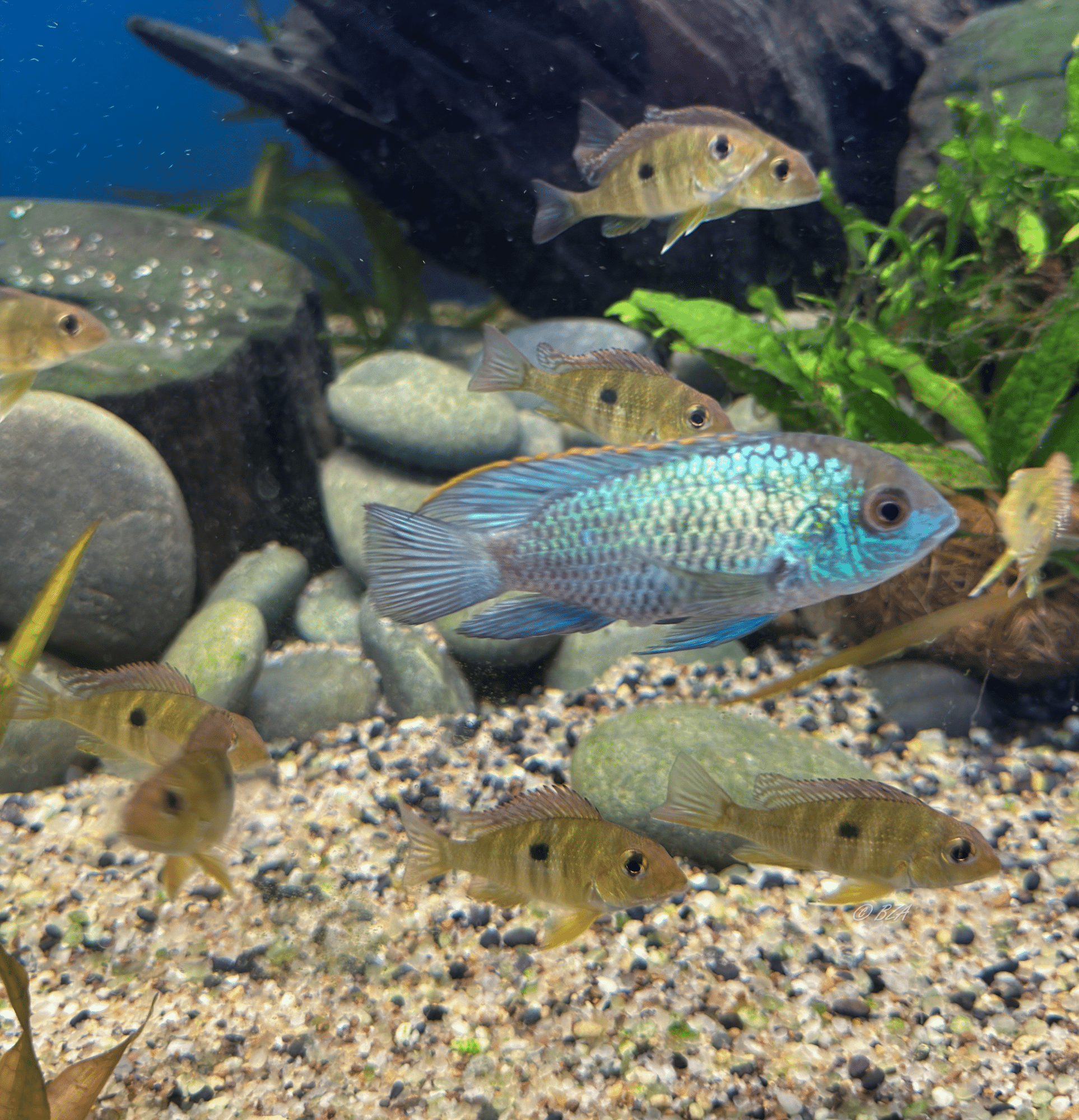 Electric Blue Acara (Andinoacara pulcher)