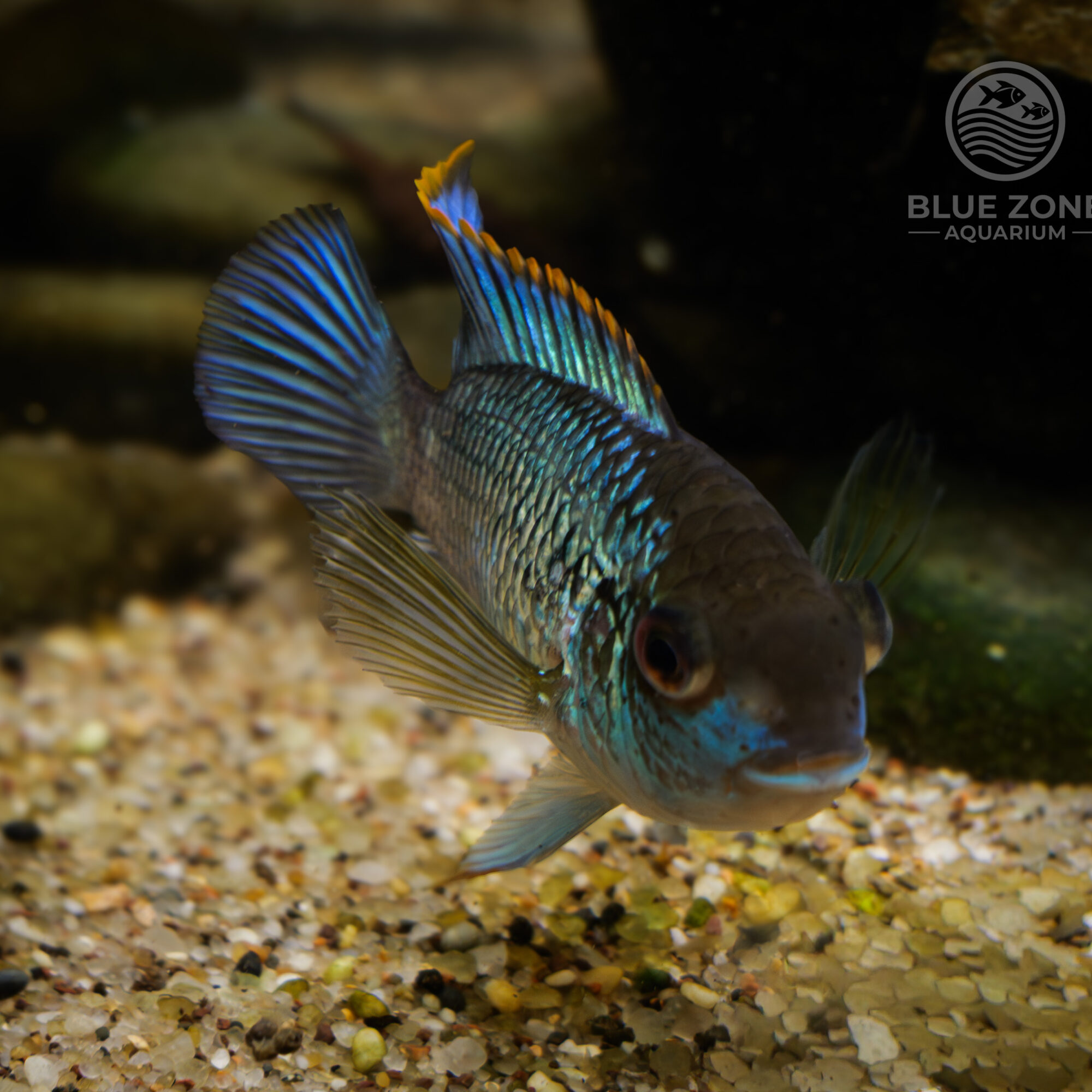 Electric Blue Acara (Andinoacara pulcher)