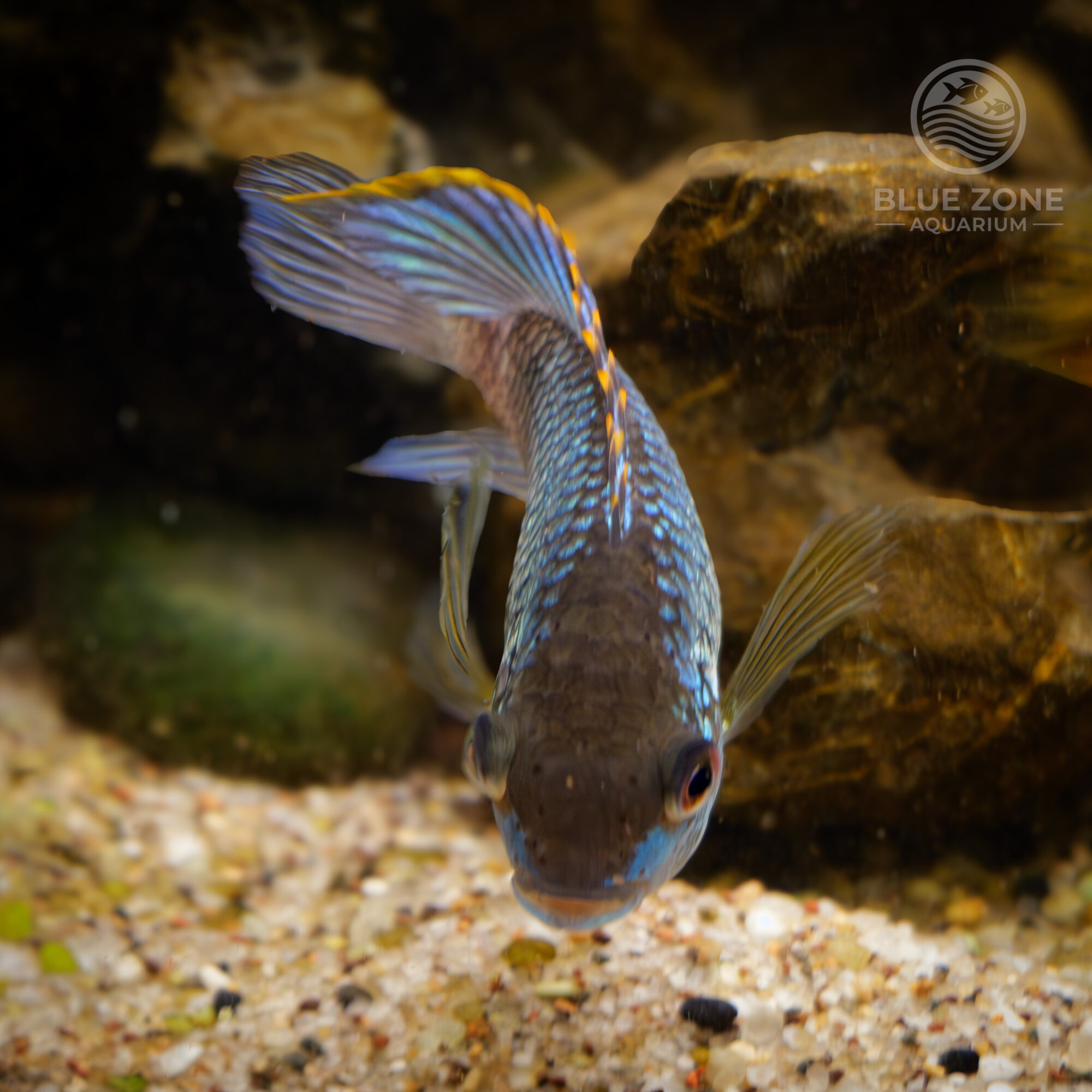 Electric Blue Acara