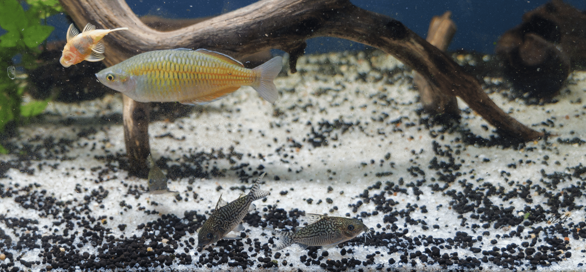 Agassiz’s Corydoras (Corydoras agassizii)