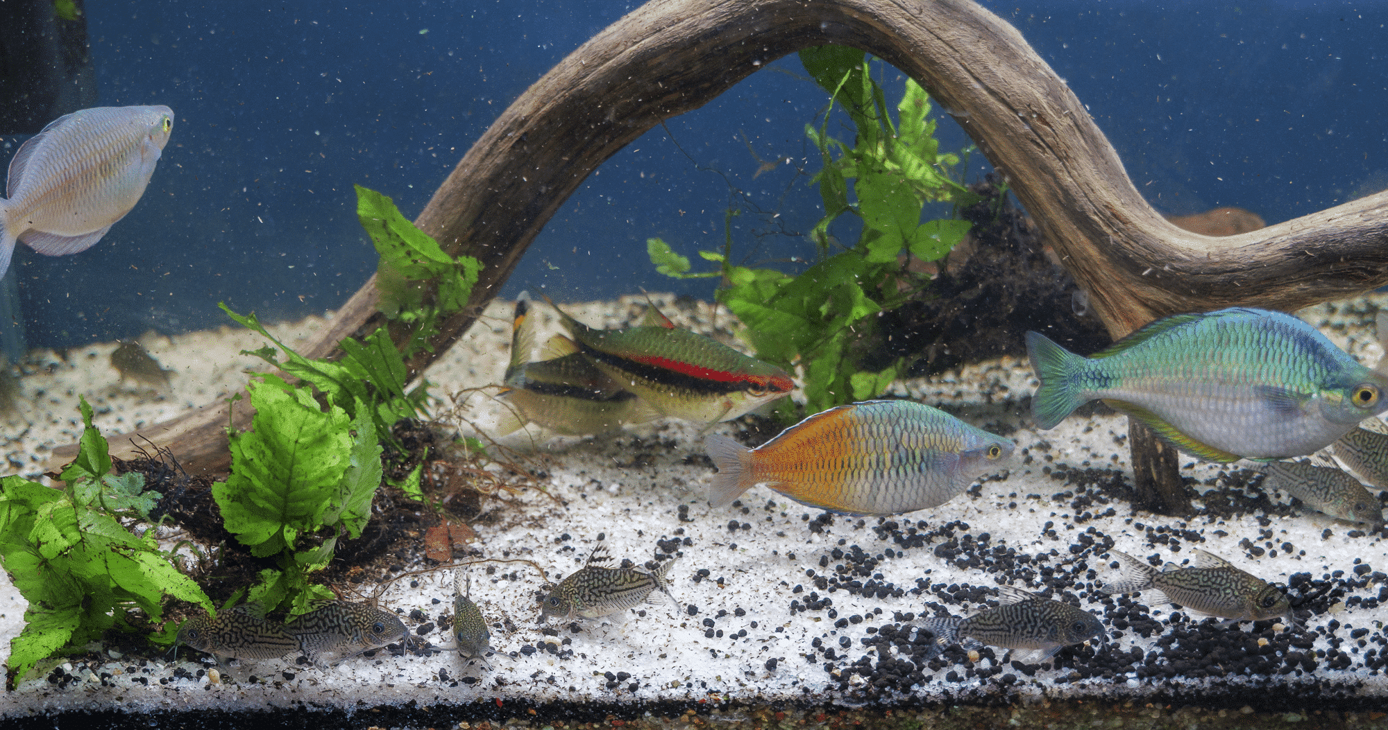 Agassiz’s Corydoras (Corydoras agassizii) - Image 4