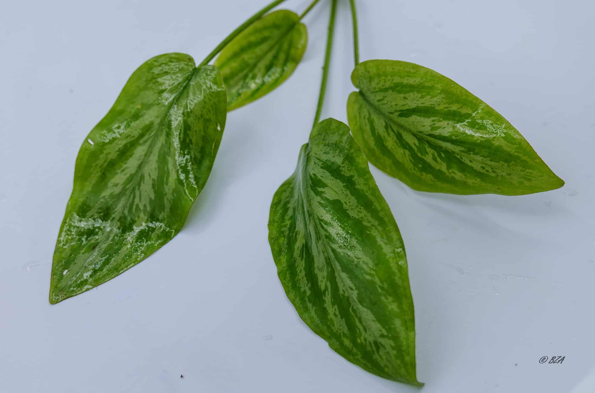 Lagenandra Watermelon (Lagenandra meeboldii ‘Watermelon’)