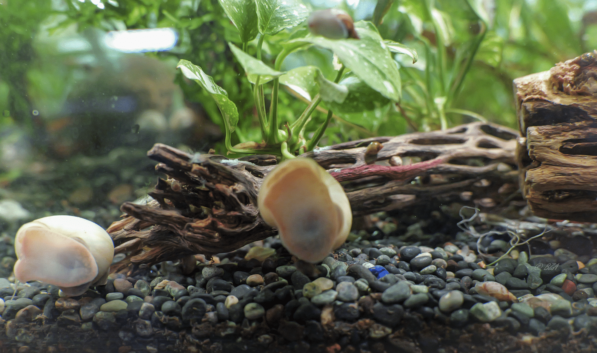 alt text: Ivory mystery snail grazing on gravel in a planted aquarium with driftwood in the background