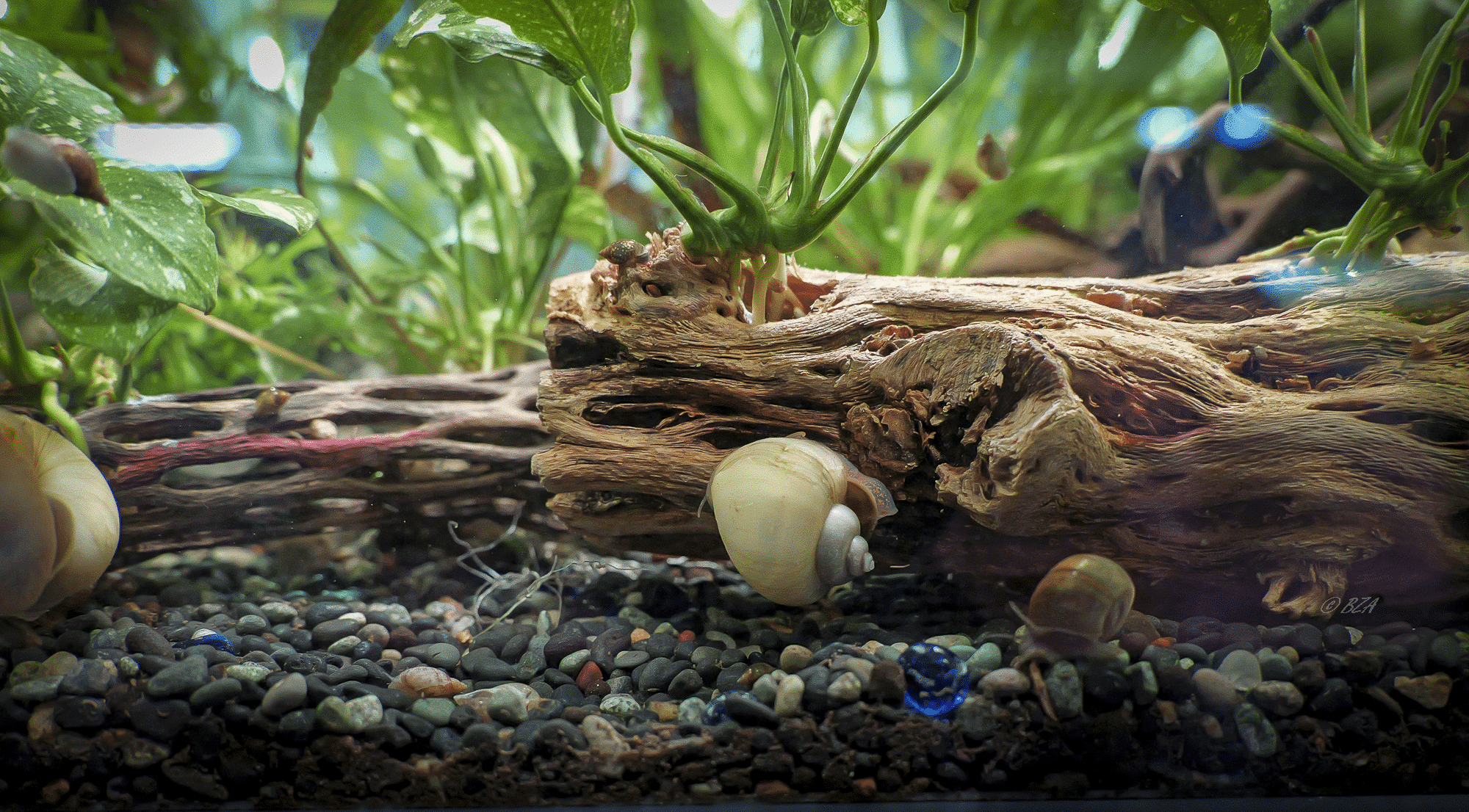 Ivory Mystery Snail (Pomacea diffusa)