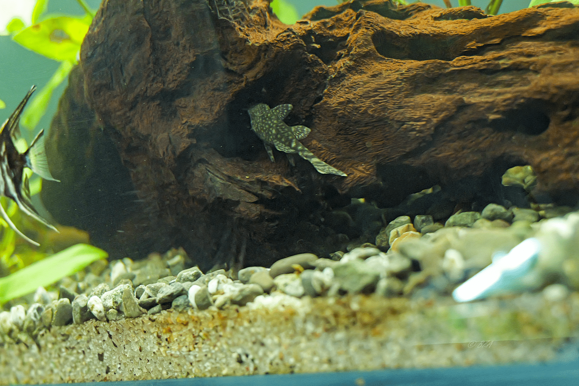 Green Dragon Pleco (Ancistrus sp.)