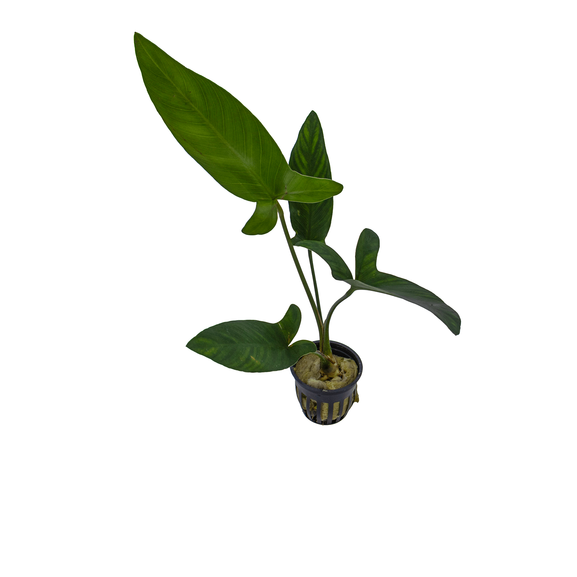 Anubias gigantea (Anubias gigantea)