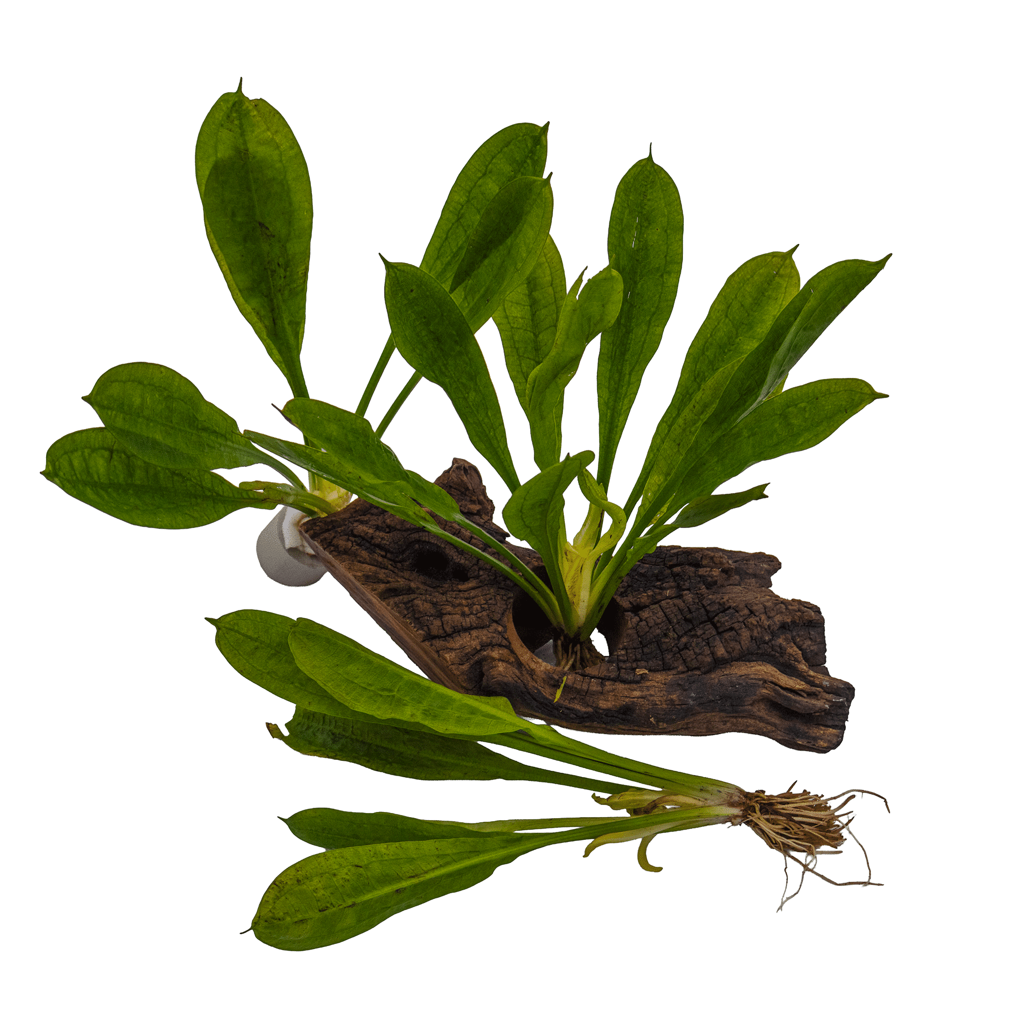 Rosette Sword (Echinodorus parviflorus)