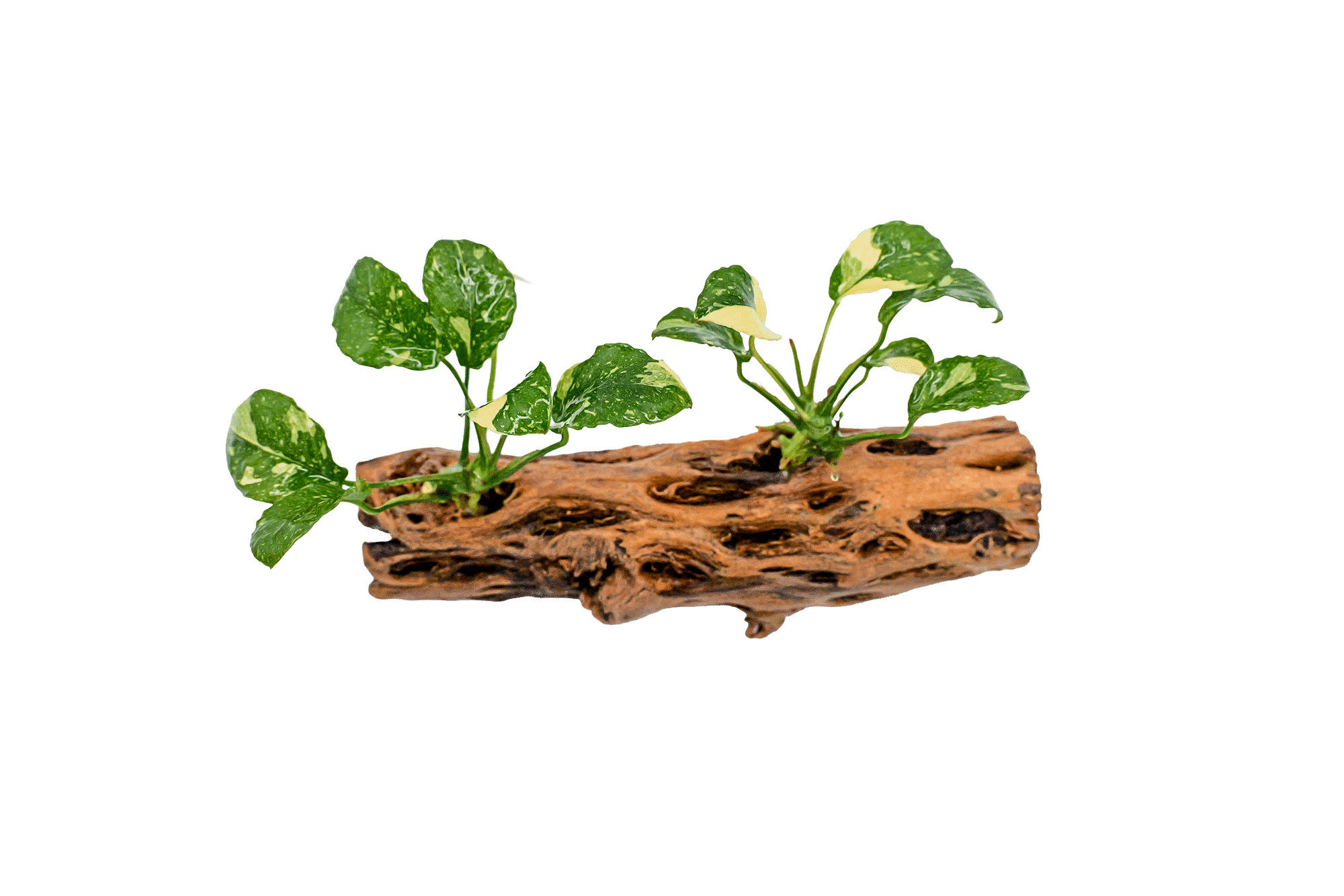 Anubias Panda Nana on Cholla Wood – Rare Epiphyte for Shrimp Tanks