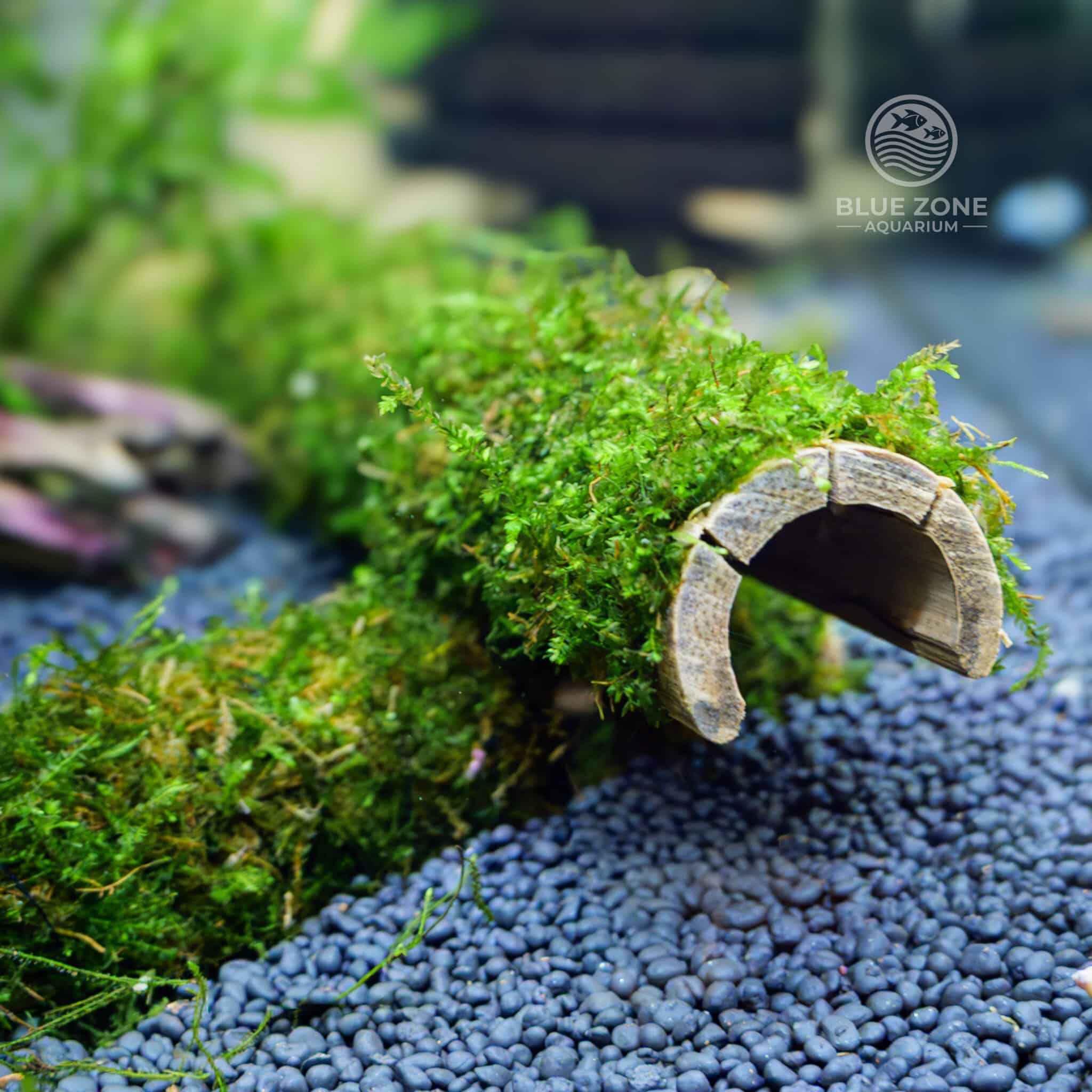 Java moss covered bamboo tunnel aquarium hide for shrimp and small fish