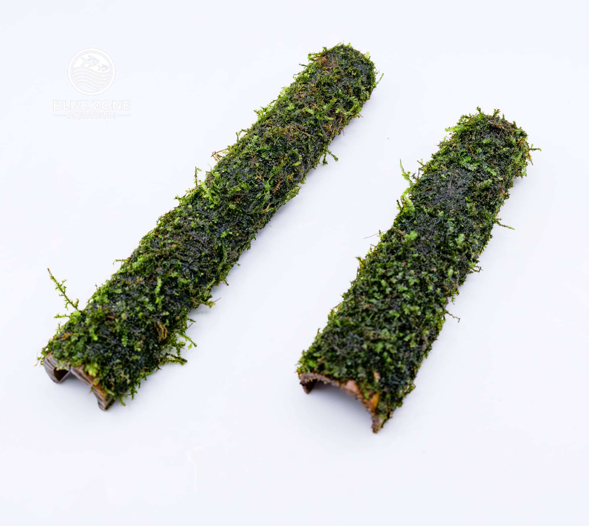 Bamboo Java Moss Tunnel - Image 2