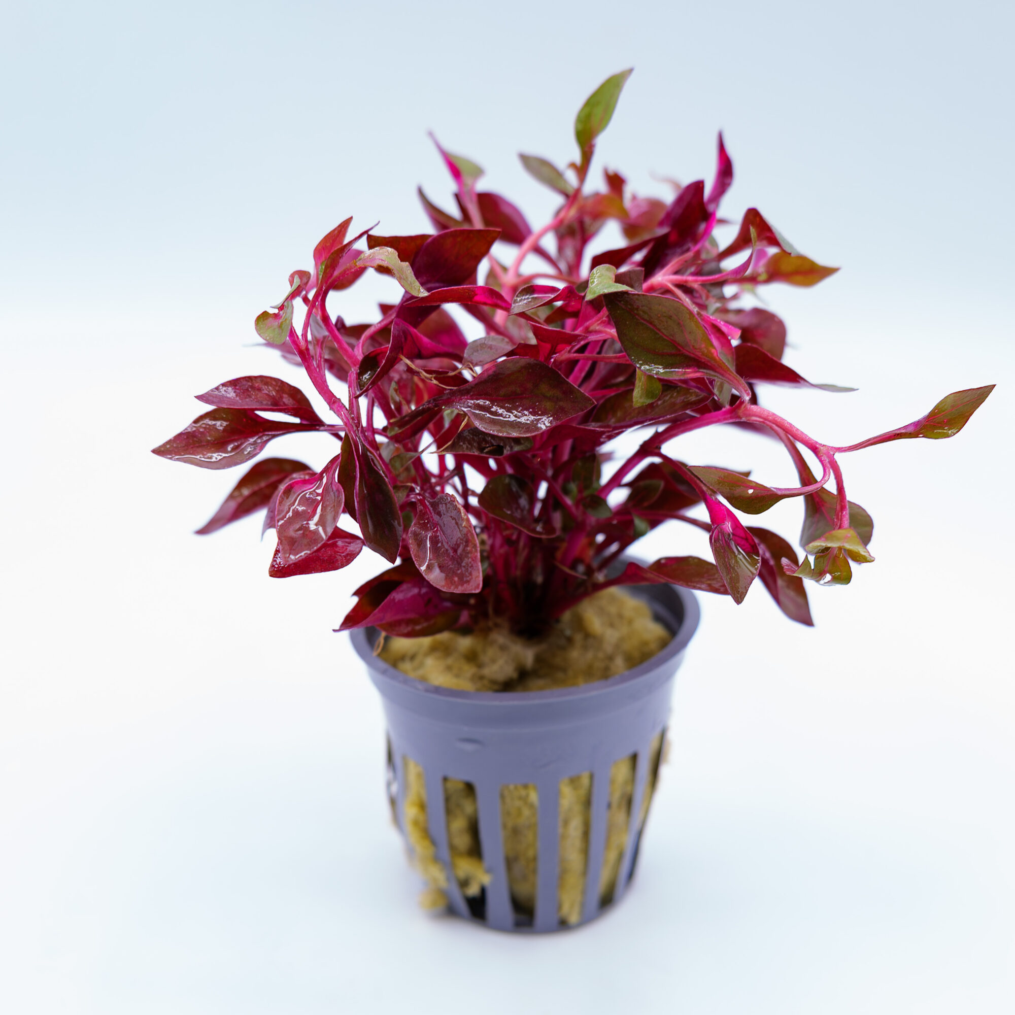Alternanthera ‘Round Leaf’