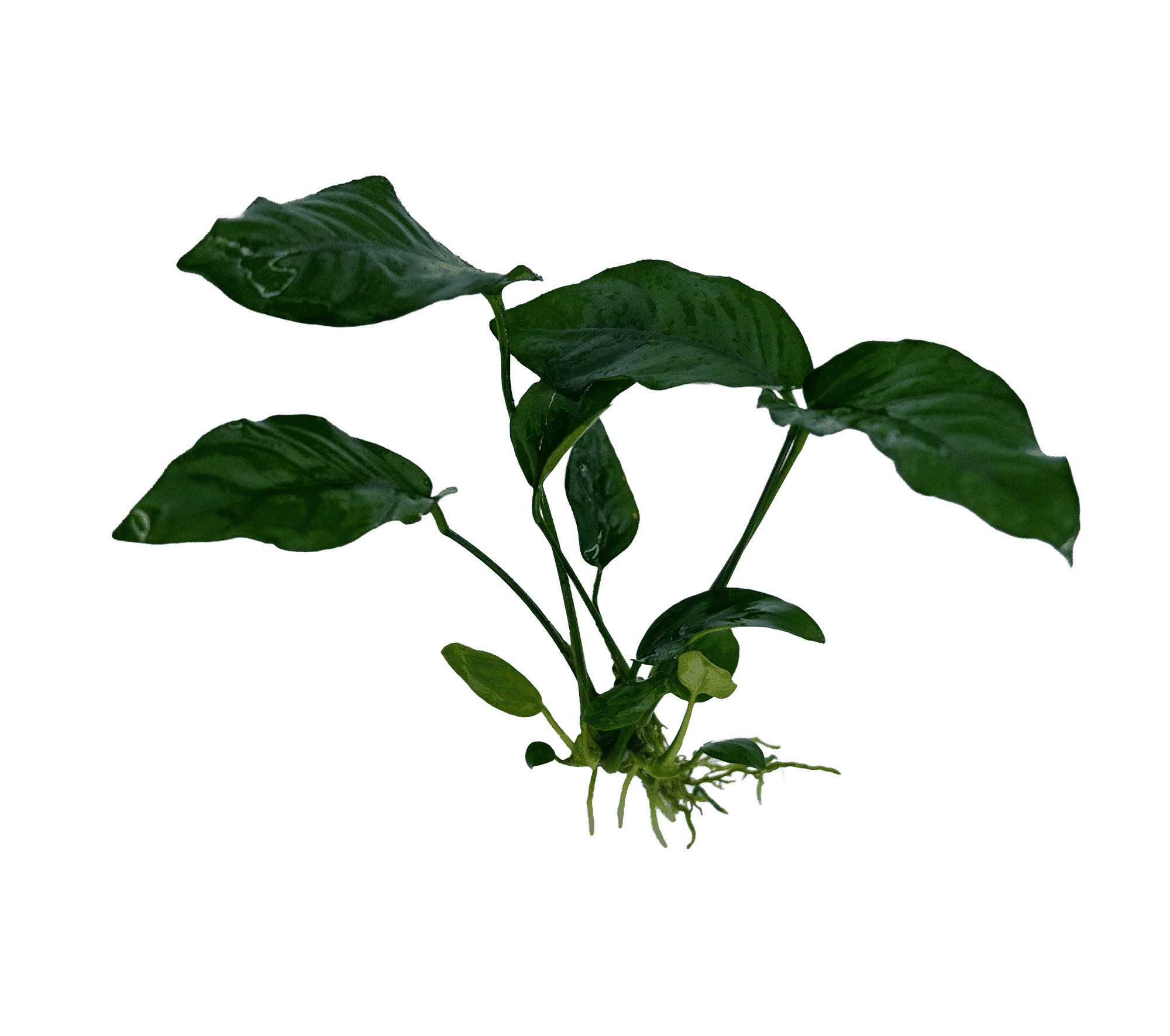 Anubias Wavy Leaf (Anubias barteri ‘Wavy Leaf’)