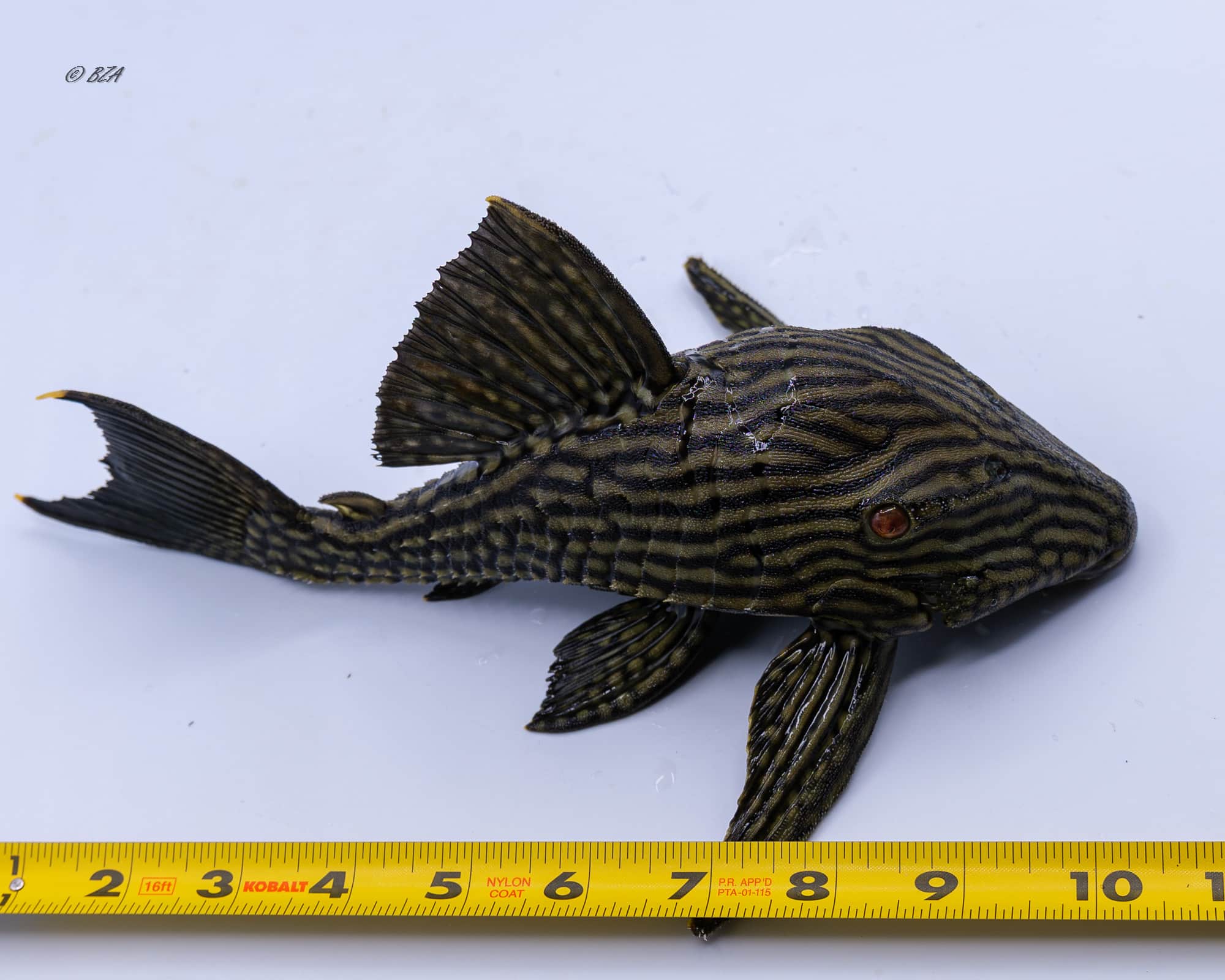 Royal Pleco Panaque nigrolineatus L190